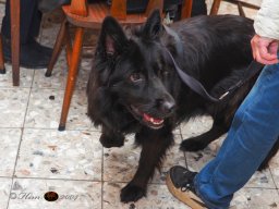 Der Dornbacher im GH Timo am 11.10.2025